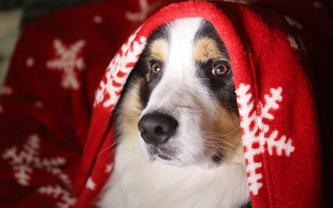 Christmas dog under blanket