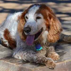 Panting brown and white spaniel dog resting in the shade on a sunny day.