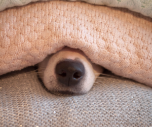 New years eve pet safety