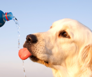 Keeping your pets cool this summer