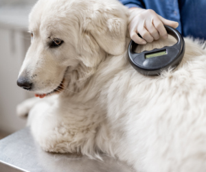 Microchipping your pet