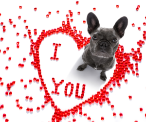Valentines Day pet safety hazards