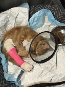kitten surgical recovery