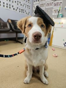 Puppy preschool graduates
